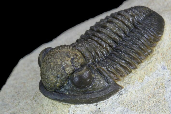 Gerastos Trilobite Fossil - Foum Zguid, Morocco #125189